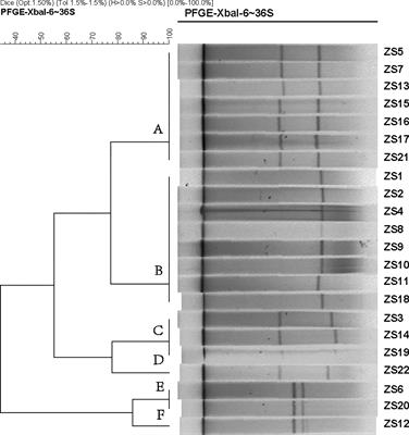 Isolation and Characterization of Novel Phages Targeting Pathogenic Klebsiella pneumoniae